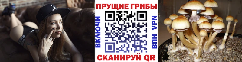 купить закладку  Жиздра  сайты даркнета телеграм  Псилоцибиновые грибы Psilocybe 